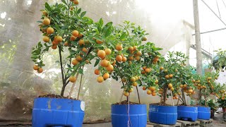 Method of growing kumquat and lemon from branches at home for lots of fruit [upl. by Combe392]