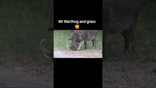 Mr Warthog Eating Grass warthog kasongo [upl. by Nadeen]