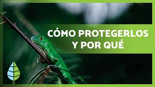 PROTEGER a los animales en PELIGRO de EXTINCIÓN 🐼🐯 ¿Por qué es importante ¿Cómo ayudar [upl. by Jutta]