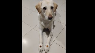 Milo Vs Nigerian Banana Chips  doglover  🥰🥰🥰 [upl. by Duncan]