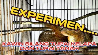 KAWIN SILANG BAJING TANAH GARIS TIGA DAN BAJING KELAPA TUPAI POHONsquirrel tupaikelapa jinak [upl. by Maureen]