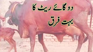 Tow Difrent Quailty Cows Sahiwal Cholistan mix For Sale by waqr Bhai in punjab [upl. by Lovell]