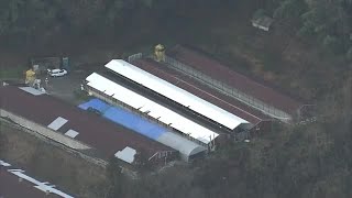 鳥インフルエンザ発生の養鶏場で殺処分進む ６日正午までに約２万２０００羽【香川・三豊市】 240206 1800 [upl. by Aramahs]