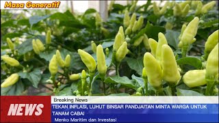 Perawatan Cabe Rawit Umur 14 Minggu Cabe Rawit Ori 212 Masa Generatif [upl. by Marchall]