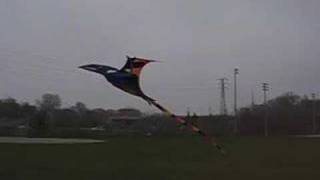 Giant 3D Blackwing Pterodactyl kite [upl. by Analaj]