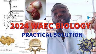 2024 WAEC Biology Practical specimen question and Answers tutorial [upl. by Trebliw]