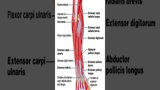 Anatomy Extensor Carpi Radialis Longus ECRL shorts [upl. by Aroz375]