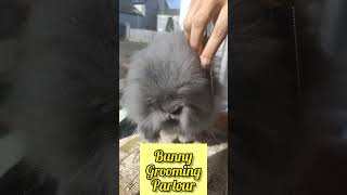 How to groom a Lionhead rabbitshorts bunny rabbit youtubeshorts cute pets grooming [upl. by Norted]