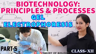 GEL ELECTROPHORESIS TECHNIQUE PART5BIOTECHNOLOGY NEET 2025NCERT BIOLOGYDNA SEPARATIONHTET [upl. by Jacquelynn]