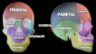 Skull Anatomy 101 [upl. by Lanza]