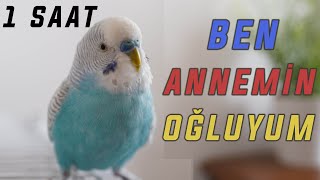 BEN ANNEMİN OĞLUYUM BEN AKILLI BİR KUŞUM   1 SAAT [upl. by Adnerak454]