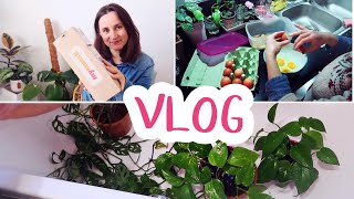 UNBOXING BOUTURE MONSTERA ADANSONII ET RECETTE ANTI GASPI  VLOG LITTLE BENE [upl. by Etan]