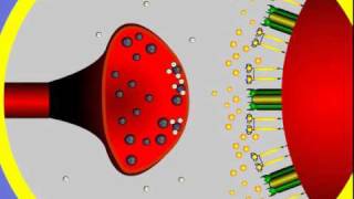 4 Synapse Structure and Function [upl. by Auqenahc]