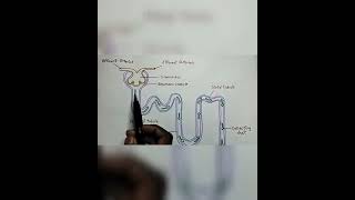 What is nephron explained  Functioning of nephron explained easily Class 10 boards [upl. by Adnamar]