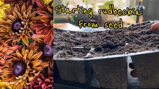 Starting Rudbeckia Sahara from seed [upl. by Stutman508]