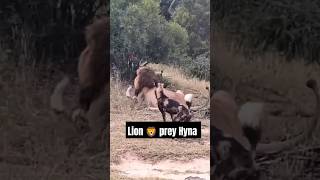 Lion prey Hyna animals ytshorts wildlife amazon fly amazing ytthumbnail reels shortvideo [upl. by Shandee519]