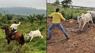 AS VACAS BRAVA ESTÃO MAIS PERIGOSAS😰 A ONÇA VOLTOU ATACAR [upl. by Euqinehs]