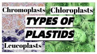 Types of PLASTIDS in plant cells and their functions [upl. by Anhpad765]