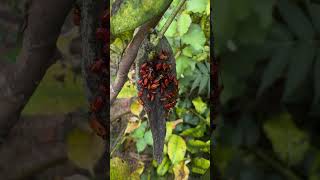 Invasion Swarms of Bugs Take Over – Nature’s Creeping Horde Unleashed [upl. by Eekcaj]