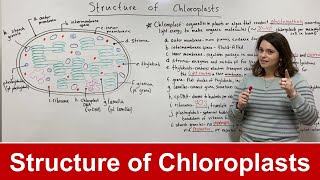 Structure of Chloroplasts [upl. by Wiencke]