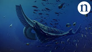 Gentle giants of the Cambrian [upl. by Onitsoga]