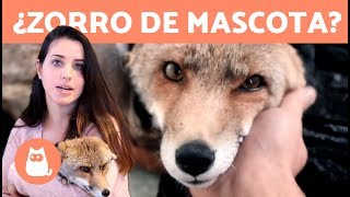 ¿Es correcto tener un ZORRO como mascota 🦊 TALIUCA PETS [upl. by Delcine]