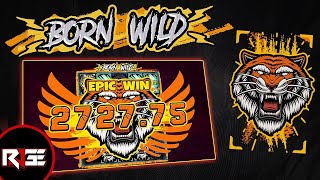 BORN WILD 🐅 HACKSAW GAMING SLOT [upl. by Ahseekan]