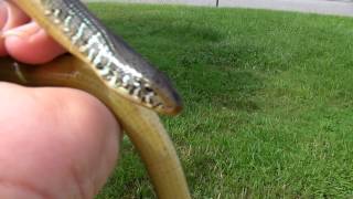 Eastern Glass Lizard Ophisaurus ventralis Glass Snake [upl. by Adnohsed]