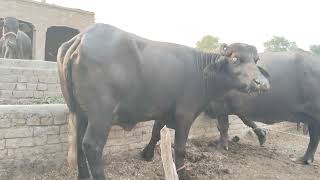 watch pure neeli Ravi buffalo for sale in Punjab Pakistan 9102024 on YouTube [upl. by Goines]