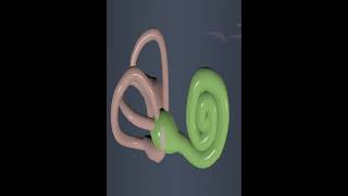 Human ear inner ear education [upl. by Danielson]