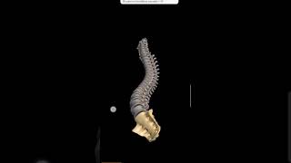 Human vertebral column  Anatomy of vertebral column  3D animation of vertebral column [upl. by Annoyi]