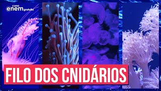 O FILO DOS CNIDÁRIOS ZOOLOGIA  Resumo de Biologia para o Enem [upl. by Airdnua]