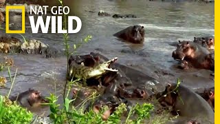 Hippo vs Crocodile  Nat Geo Wild [upl. by Sesylu]