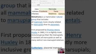 mammalia  subclas  prototheria and eutheria monotremes mammals [upl. by Tillo]