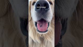 What’s that spot on Oatmeal’s tongue GoldenRetriever DogFacts [upl. by Sylera]