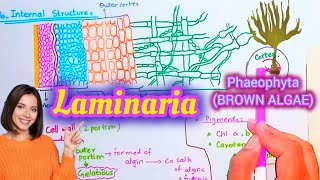 Laminaria plant body and its structure laminaria [upl. by Yahsat]