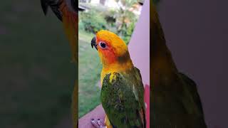 Chuty Puthata bimata wela Inna bahaluparrot birdslover trendingvideo trending subscribe [upl. by Granville]