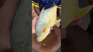 魚の切り方専門家のスキル  Навыки эксперта по разделке рыбы fish fillet fishing fishfillet seafood [upl. by Irahcaz184]