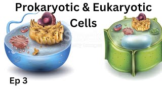 Ep 3  Prokaryotic amp Eukaryotic Cells  The Fundamental unit of life [upl. by Airdnola]