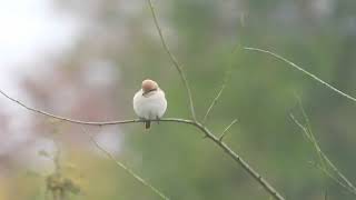 Isabelline Shrike Sp [upl. by Mehalek]