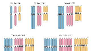 concept of ploidy level [upl. by Eugenia]