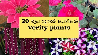 20 രൂപ മുതൽ veriaty ചെടികൾ hanging melastoma ₹110 rupa 7025513603 അടിപൊളി offers 🔥dreamgarden [upl. by Agace]