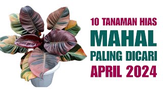 10 Tanaman Hias Mahal Paling Dicari di Bulan April 2024 [upl. by Constanta]