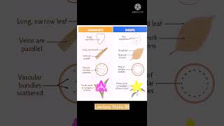 Difference between monocotyledons and dicotyledons pharmacognosy monocots and dicots [upl. by Eloise75]