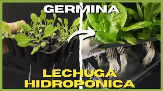 Como GERMINAR LECHUGAS para HIDROPONIA 🥬 Paso a paso [upl. by Sherourd]