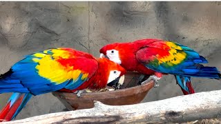 Beautiful Scarlet Macaws Pair Eating Food  Scarlet Macaws Beauty  Inside the Aviary [upl. by Denni]