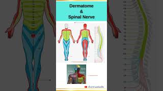 Dermatome and Spinal Nerve EP3 dermatome spinalnerve anatomy orthopedics เส้นประสาทไขสันหลัง [upl. by Auqinimod]