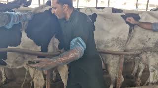 Removal of parasites and worms from the cows intestine [upl. by Sugna976]