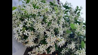 Cuidados del Trachelospermum jasminoides  Jazmín de leche  Jazmin de estrella  Falso jazmín [upl. by Refinne221]