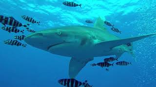 Curious Oceanic White Tip at Elphinstone [upl. by Nimra934]